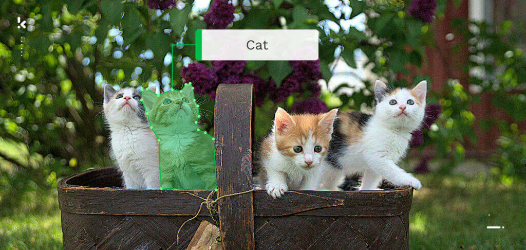 Datenannotation_katzen